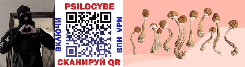 Псилоцибиновые грибы Psilocybe  MEGA ссылки  Петровск-Забайкальский  где купить  
